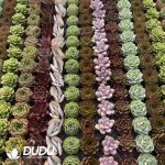 Echeveria 50mm Mixed A 300pcs Collocation - Image 2