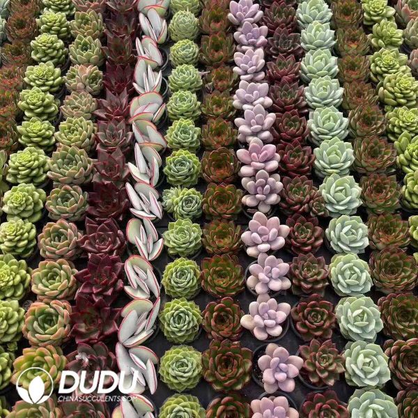 Echeveria 50mm Mixed A 300pcs Collocation - Image 2