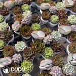 Echeveria 7 Mix combination 252pcs - Image 2