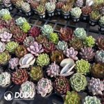 Echeveria Mix 60pcs Collocation - Image 2