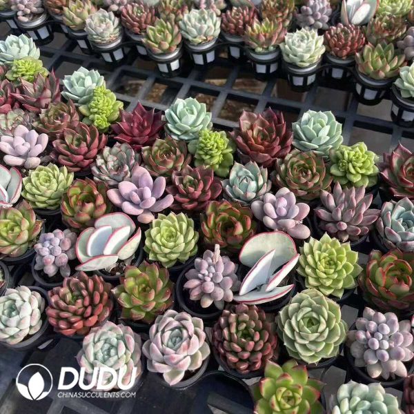 Echeveria Mix 60pcs Collocation - Image 2