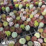 Echeveria Mix 360pcs Collocation - Image 2
