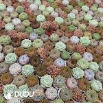 Echeveria 70mm Mix 28pcs Collocation - Image 2