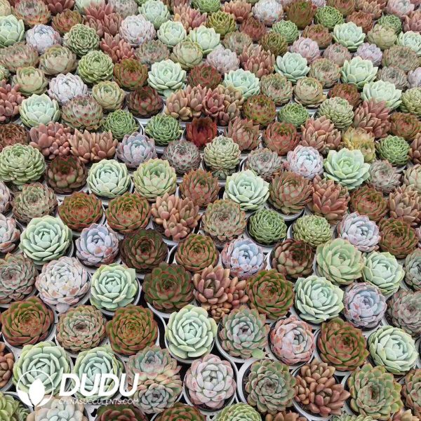 Echeveria 70mm Mix 28pcs Collocation - Image 2