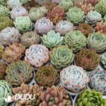 Echeveria 70mm Mix 112pcs Collocation - Image 2