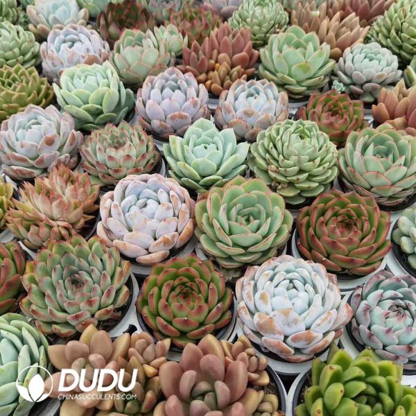 Echeveria 70mm Mix 112pcs Collocation - Image 2