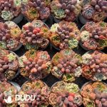 Echeveria 110mm Mix 14pots Collocation - Image 2