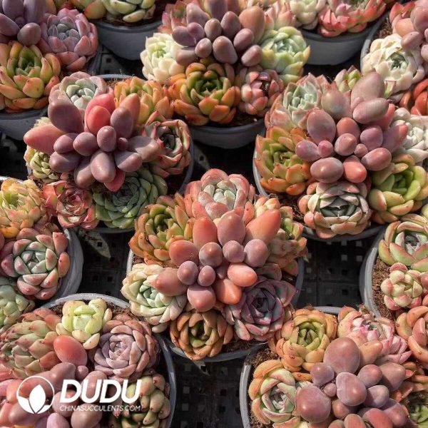 Echeveria 110mm Mix 28pots Collocation - Image 2