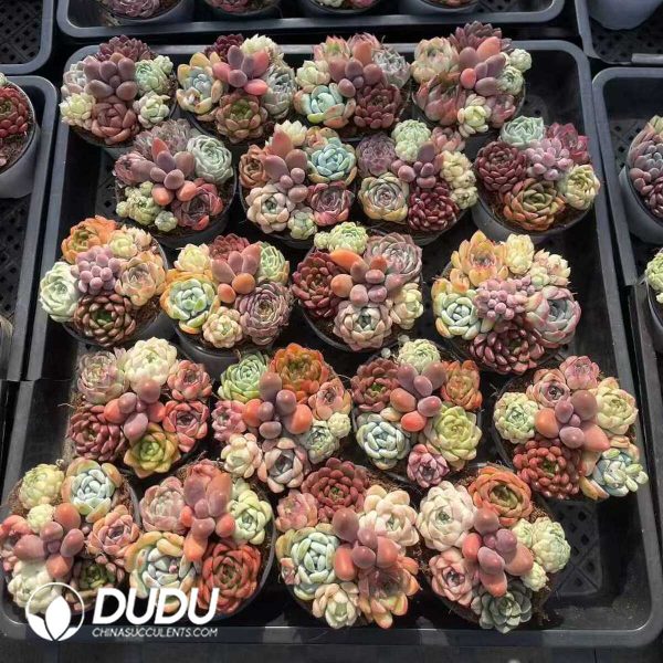 Echeveria 90mm Mix 18pcs Collocation - Image 2
