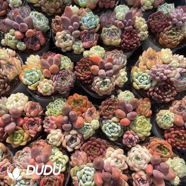 Echeveria 90mm Mix 41pcs Collocation - Image 2