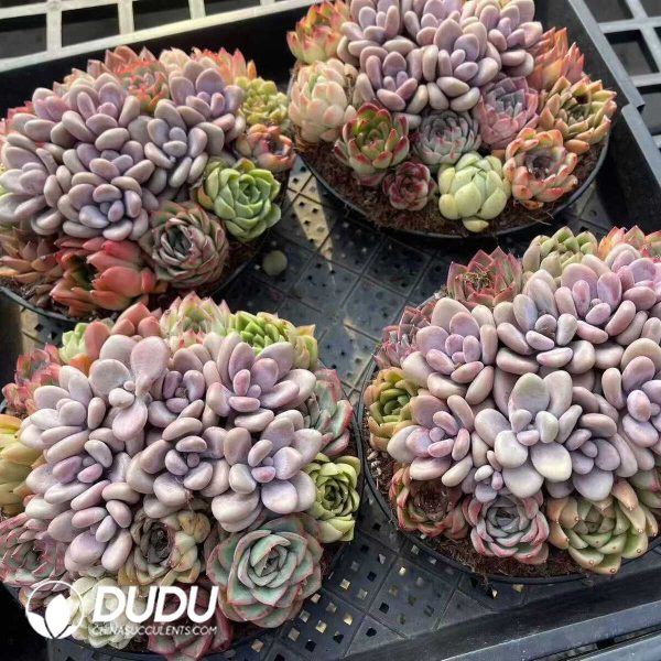 e202-179.jpg Echeveria Mix 9pcs Collocation - Image 2