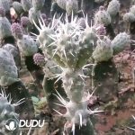 Tephrocactus Articulatus Lateral Bud - Image 2