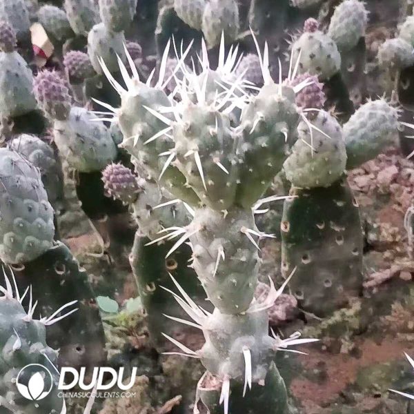 Tephrocactus Articulatus Lateral Bud - Image 2