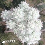 Ortegocactus Macdougallii Clustering Grafted - Image 2