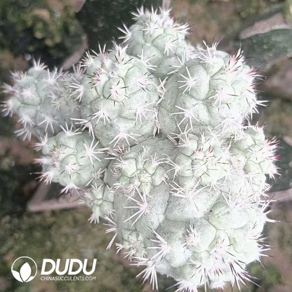 e202-181.jpg Ortegocactus Macdougallii Clustering Grafted - Image 2