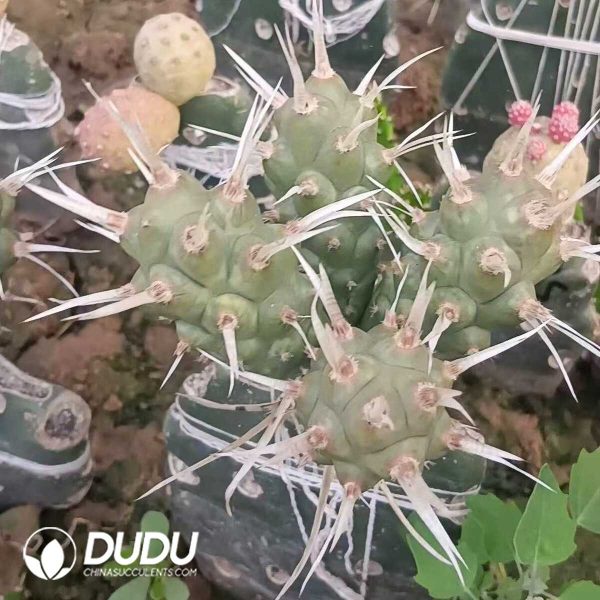 e202-182.jpg Tephrocactus Geometricus Lateral Bud Long White Thorned No Roots - Image 2