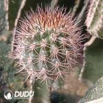 (Grafted)Eriosyce Bulbocalyx - Image 2