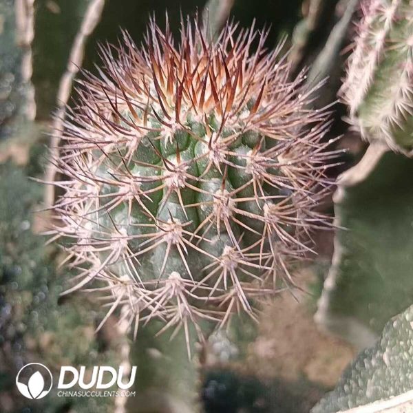 (Grafted)Eriosyce Bulbocalyx - Image 2