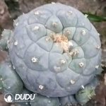 Lophophora Williamsii Clustering Grafted - Image 2