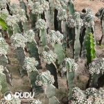 Echinocereus Viridiflorus Clustering Grafted - Image 2