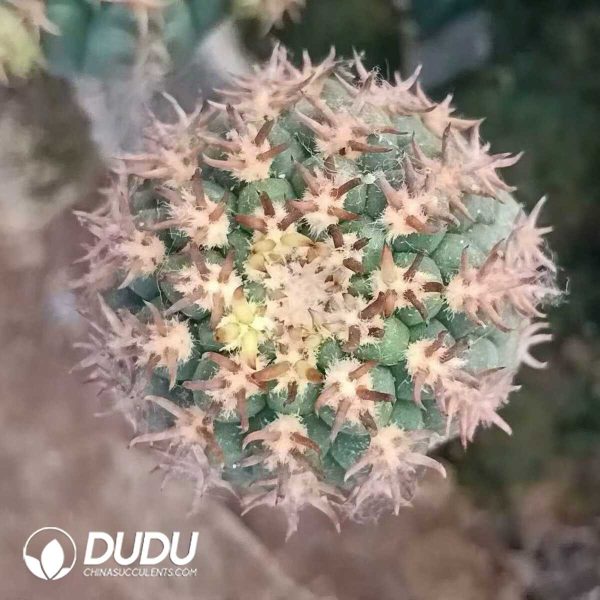 (Grafted)Cactus Discocactus Cat's Paw - Image 2