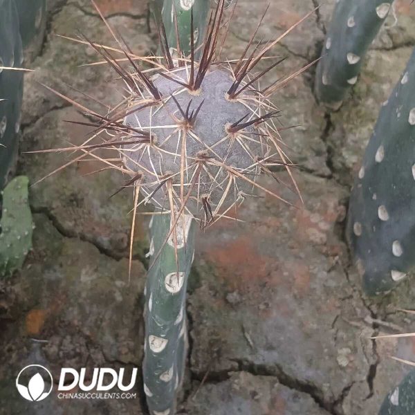 e202-187.jpg Cactus Tephrocactus geometricus Duck Eggs (Grafted) - Image 2