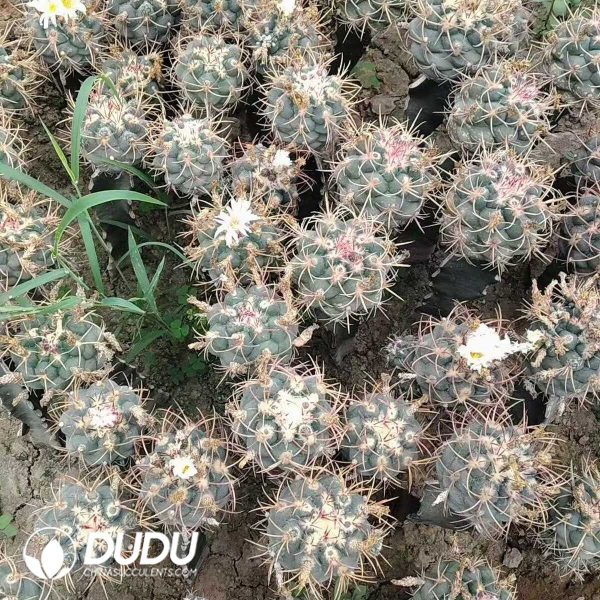 e202-188.jpg Cactus Thelocactus hexaedrophorus cv. Long spines (Grafted) - Image 2