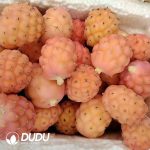 Cactus Tephrocactus geometricus Variegated Lateral Buds (need to be grafted to survive) - Image 2