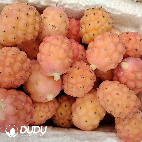 e202-189.jpg Cactus Tephrocactus geometricus Variegated Lateral Buds (need to be grafted to survive) - Image 2