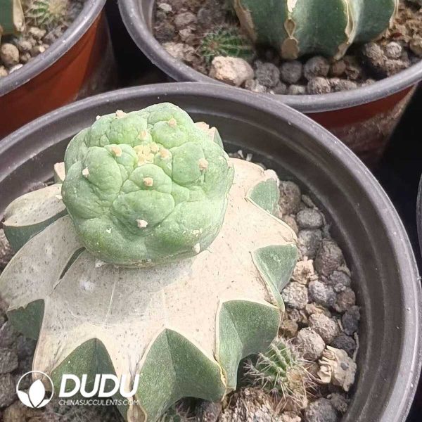 (Grafted)Lophophora fricii var. kobayashi - Image 2