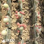 Cactus Tephrocactus geometricus Variegated Clustering Spineless (Grafted) - Image 2