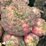 Cactus Rebutia rauschii Zecher Variegated (Grafted) - Image 2