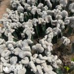 Cactus Astrophytum myriostigma cv. Onzuka (Grafted) - Image 2