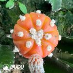 Cactsu Astrophytum asterias Full Variegata Grafted (will be shipped randomly in red or yellow, color cannot be specified) - Image 2