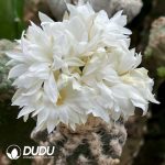 Discocactus horstii (Grafted) - Image 2