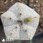 Astrophytum myriostigma cv. Onzuka forma (Grafted) - Image 2