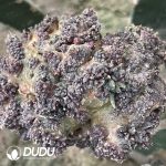 Ariocarpus mostruosa (Grafted) - Image 2