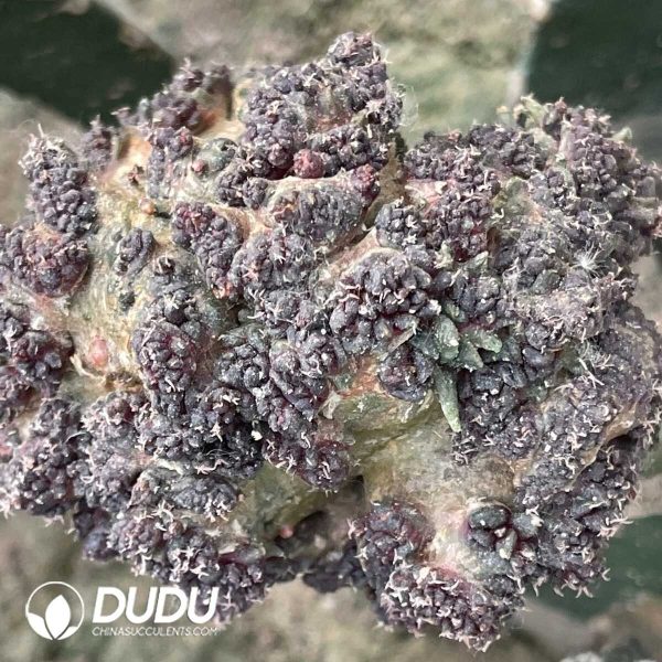 Ariocarpus mostruosa (Grafted) - Image 2