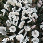 Echinopsis Chamaecereus F. Cristata  
(Grafted) - Image 2