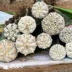 Astrophytum  Asterias Super (Grafted) - Image 2