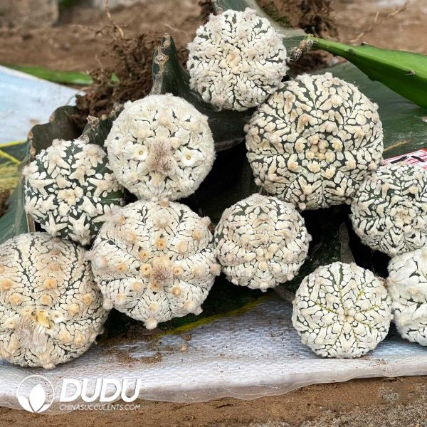 e202-199.jpg Astrophytum  Asterias Super (Grafted) - Image 2