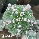 Astrophytum myriostigma Lem Fukuryiu (Grafted) - Image 2