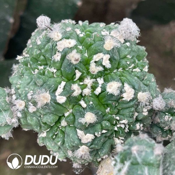 Astrophytum myriostigma Lem Fukuryiu (Grafted) - Image 2