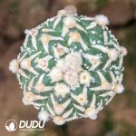 Astrophytum glass asterias V (Grafted) - Image 2