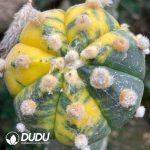 Astrophytum asterias Variegate (Grafted) - Image 2