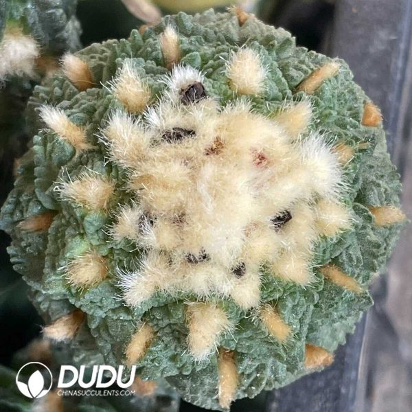 Ariocarpus Fissuratus Small Tubercles Old Specimen (Grafted) - Image 2