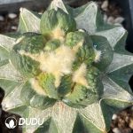 Ariocarpus Egg Tubercle Raging Waves (Grafted) - Image 2