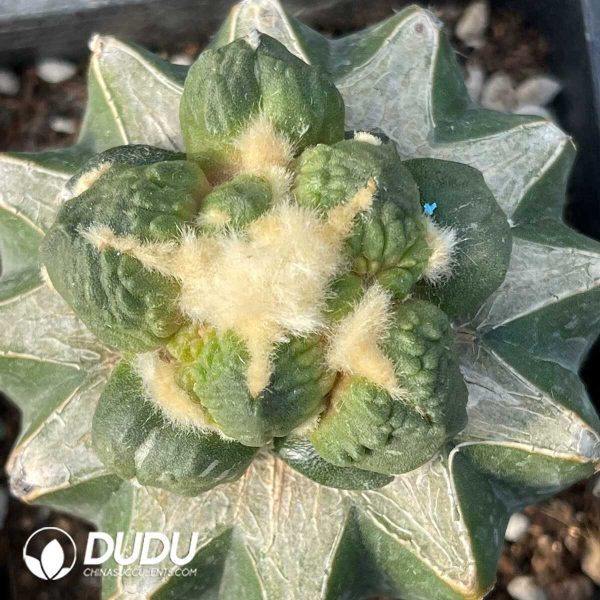 Ariocarpus Egg Tubercle Raging Waves (Grafted) - Image 2