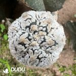 Astrophytum Asterias Dense White V-type Super Kabuto (Grafted) - Image 2