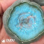 Large-tubercled Lophophora williamsii cv. Caespitosa (Degrafted & Rootless) - Image 2